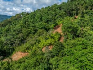 Exceptional Ocean View Farm in Matapalo Near Playa Linda (12)