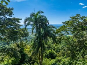 Exceptional Ocean View Farm in Matapalo Near Playa Linda (13)