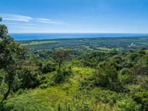 Exceptional Ocean View Farm in Matapalo Near Playa Linda (16)