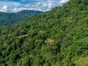 Exceptional Ocean View Farm in Matapalo Near Playa Linda (17)