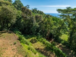 Exceptional Ocean View Farm in Matapalo Near Playa Linda (8)