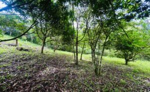 Ocean & Mountain View Lot in Morete 2,420 m² Near Uvita (12)