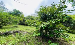 Ocean & Mountain View Lot in Morete 2,420 m² Near Uvita (13)