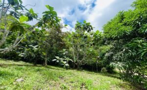 Ocean & Mountain View Lot in Morete 2,420 m² Near Uvita (15)