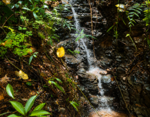 stream