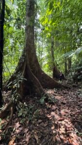 86 Hectare Rainforest Property for Sale in Sabalo, Costa Rica _ 198558 (10)