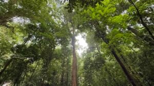 86 Hectare Rainforest Property for Sale in Sabalo, Costa Rica _ 198558 (11)