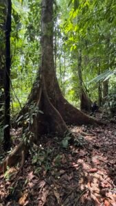 86 Hectare Rainforest Property for Sale in Sabalo, Costa Rica _ 198558 (4)