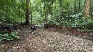 86 Hectare Rainforest Property for Sale in Sabalo, Costa Rica _ 198558 (5)