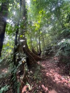 86 Hectare Rainforest Property for Sale in Sabalo, Costa Rica _ 198558 (6)
