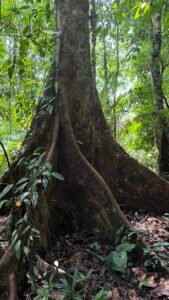 86 Hectare Rainforest Property for Sale in Sabalo, Costa Rica _ 198558 (7)