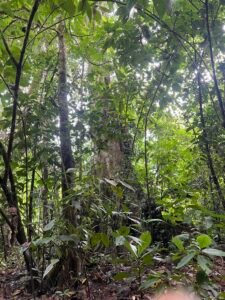 86 Hectare Rainforest Property for Sale in Sabalo, Costa Rica _ 198558 (8)