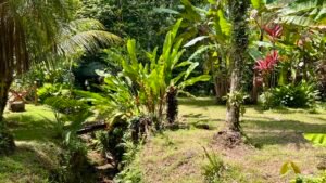 Tropical River Property with Cabinas, Pool & Event Space in Ojochal_ 198371 (3)