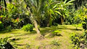 Tropical River Property with Cabinas, Pool & Event Space in Ojochal_ 198371 (41)
