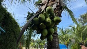 Two Villas for Sale in Uvita Costa Rica Investment Property_ 198475 (15)