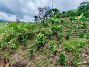 24.7-Acre Ocean View Property in San Cristóbal de Aguirre Near Quepos – 201313 (1)