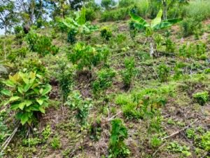 24.7-Acre Ocean View Property in San Cristóbal de Aguirre Near Quepos – 201313 (5)
