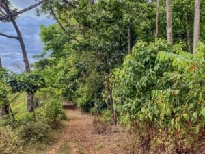 59 Acres for Sale Near Dominical Ocean Views & Building Sites – 199297 (15)