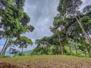 59 Acres for Sale Near Dominical Ocean Views & Building Sites – 199297 (16)