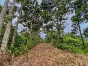 59 Acres for Sale Near Dominical Ocean Views & Building Sites – 199297 (17)