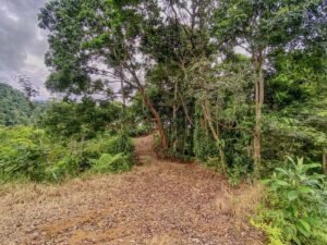 59 Acres for Sale Near Dominical Ocean Views & Building Sites – 199297 (18)