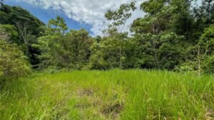 60+ Hectare Mountain Estate for Sale in Platanillo Costa Rica – 201167 (1)