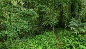 Ocean View Residential Lot for Sale in Uvita 1.29 Acres- 200861 (15)