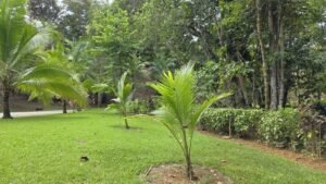Riverfront Home in Ojochal Costa Rica 3 Bedroom Suites – 201511 (7)