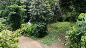 Riverfront Lot for Sale in Uvita, Costa Rica 3,055 m² – 200811 (2)
