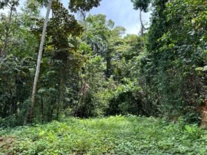 Riverfront Lot for Sale in Uvita, Costa Rica 3,055 m² – 200811 (5)