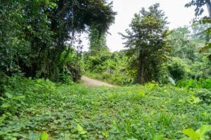 Riverfront Lot for Sale in Uvita, Costa Rica 3,055 m² – 200811 (9)
