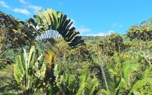 Two Villas for Sale in Uvita Costa Rica Tropical Estate – 199518 (64)