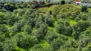 investment land for sale in costa rica 1 (13)