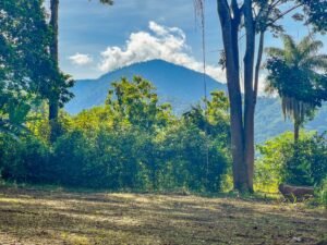 170005 – Lot 5 Caracara Ridge 02