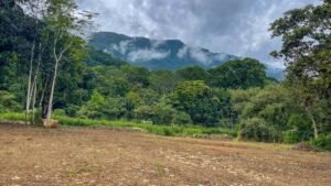 170010 – Lot 10 Caracara Ridge 09