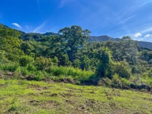 170012 – Lot 12 Caracara Ridge 06