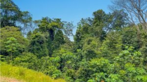 170022 – Lot 22 Caracara Ridge 04