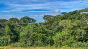 170029 – Lot 29 Caracara Ridge 06