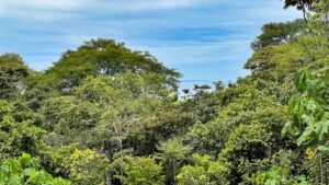 170029 – Lot 29 Caracara Ridge 07