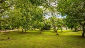 Private Tropical Estate with Pool & Fruit Gardens In San Isidro (14)