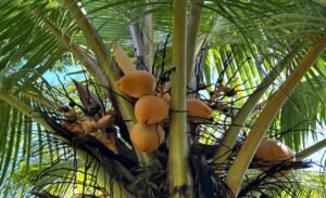 Tropical Regenerative Homestead in Tinamastes Home & Guest Casita (3)