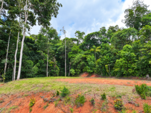 amanda-platanillo-forest-edge-clearing-13-virtually-edited-master