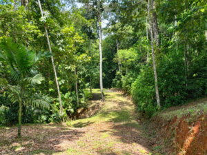 amanda-platanillo-jungle-access-path-15-virtually-edited-master