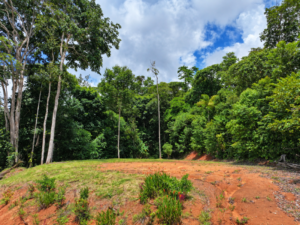 amanda-platanillo-open-clearing-tree-line-11-virtually-edited-master