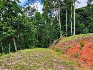 amanda-platanillo-sloped-jungle-terrain-14-virtually-edited-master