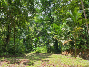 amanda-platanillo-tropical-forest-path-16-virtually-edited-master